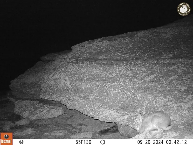 A photograph of Hare from Bektauata 1 camera trap