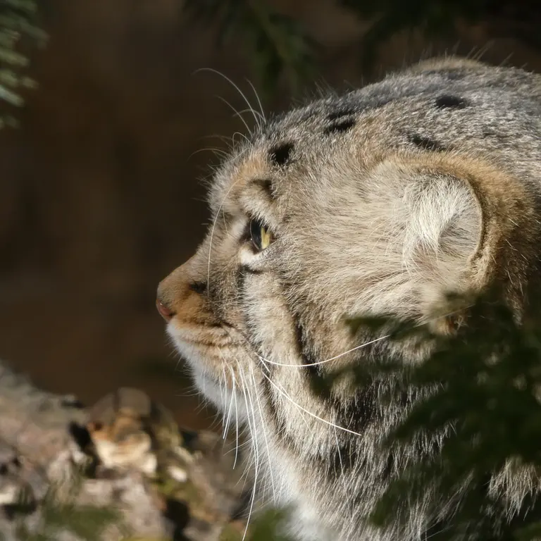A photograph of Nagomu in Nasu Animal Kingdom