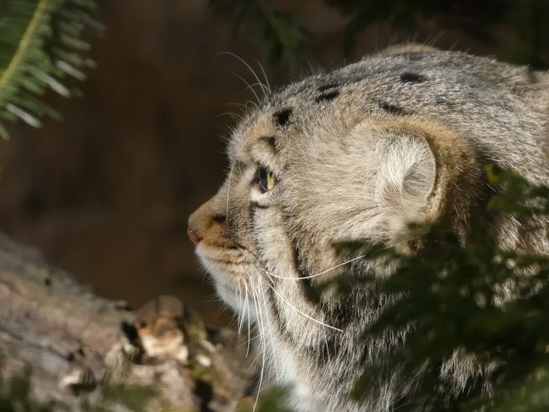 A photograph of Nagomu in Nasu Animal Kingdom