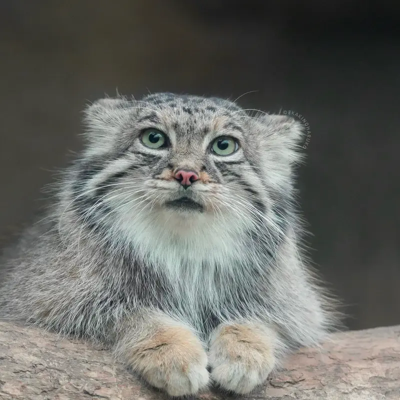 A photograph of Az in Kobe Animal Kingdom