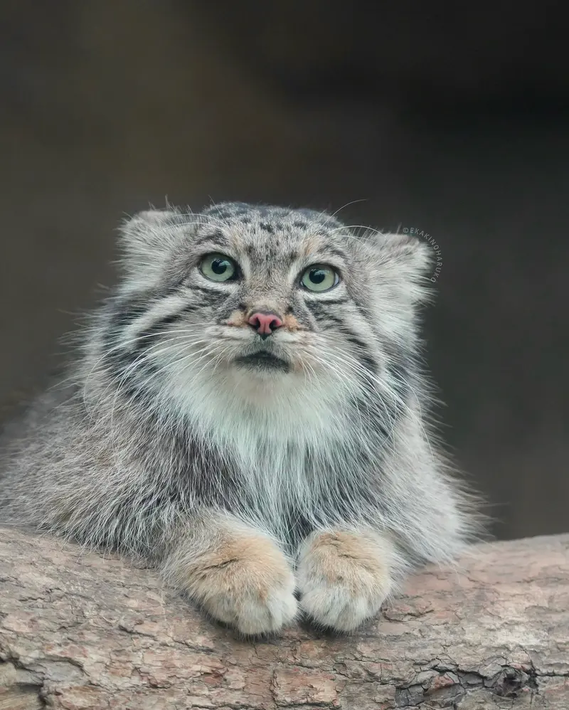 A photograph of Az in Kobe Animal Kingdom