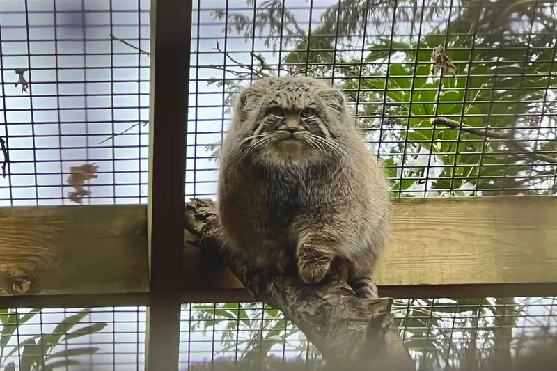 A photograph of Sayan in Cotswold Wildlife Park and Gardens