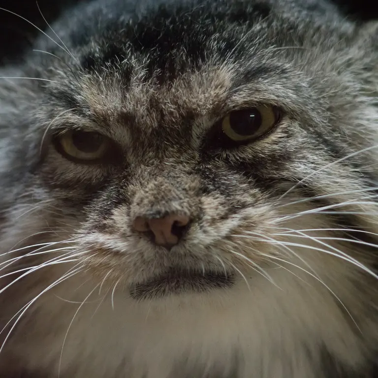 A photograph of Primula in Ueno Zoological Gardens