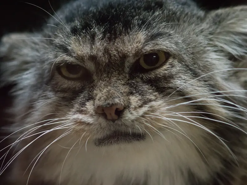 A photograph of Primula in Ueno Zoological Gardens