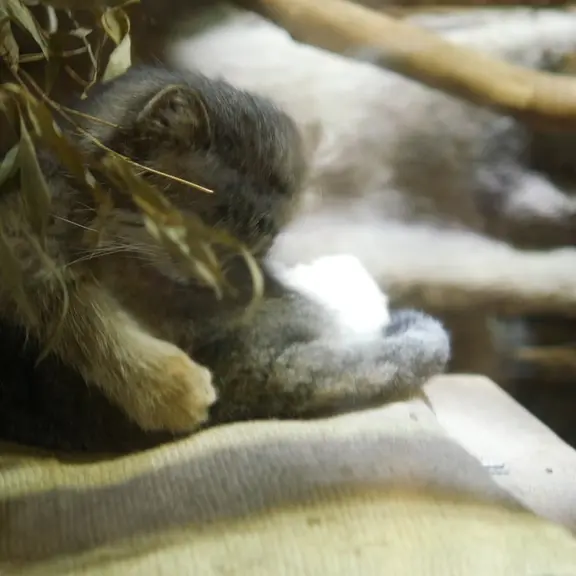 A photograph of a Pallas's cat in Ueno Zoological Gardens