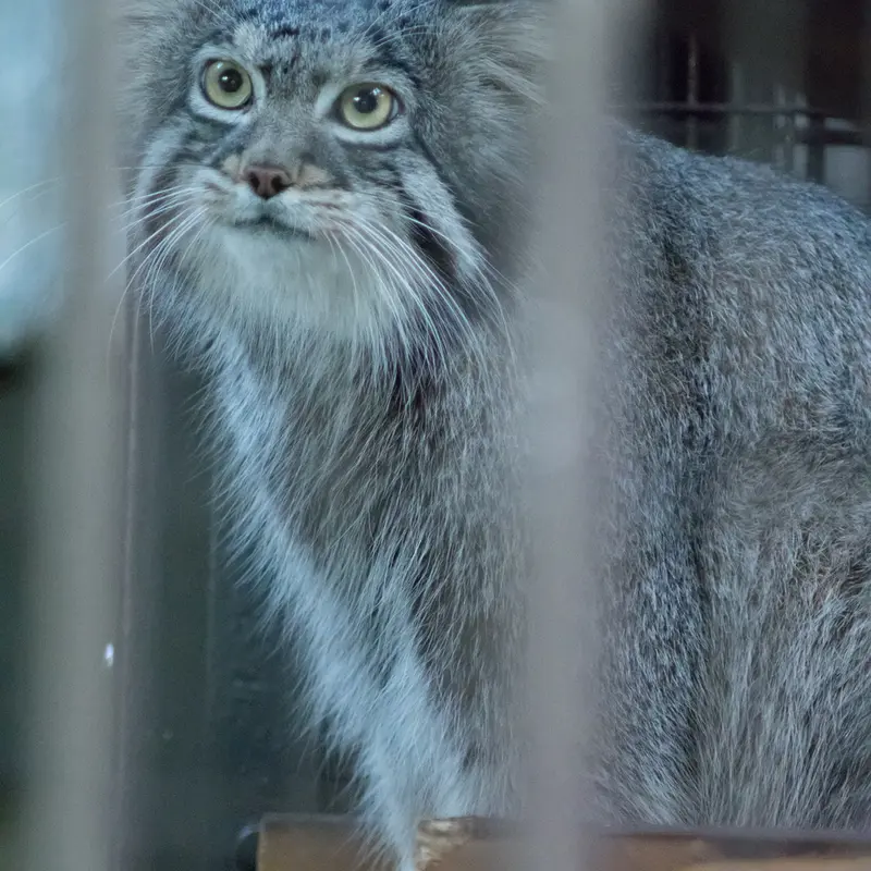 A photograph of Figa in Nogeyama Zoo