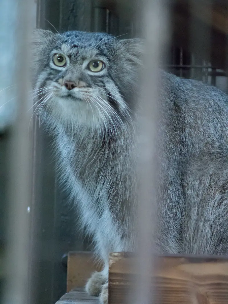 A photograph of Figa in Nogeyama Zoo