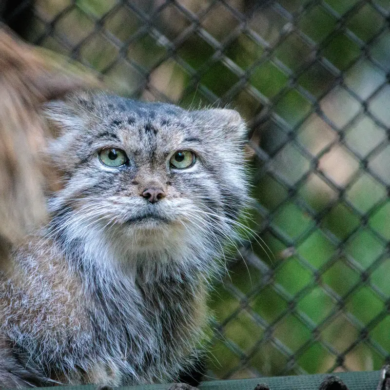 A photograph of Lastochka in Novosibirsk Zoo