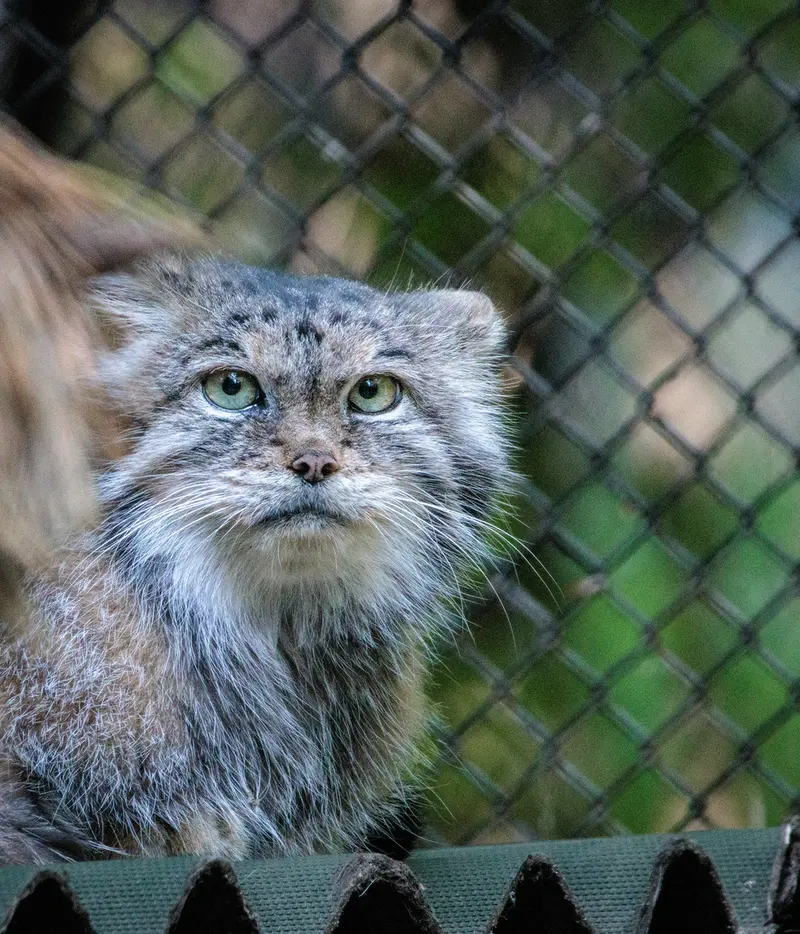 A photograph of Lastochka in Novosibirsk Zoo