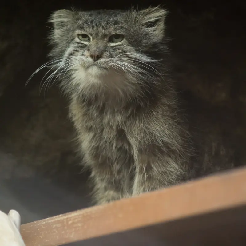 A photograph of Klyon in Ueno Zoological Gardens