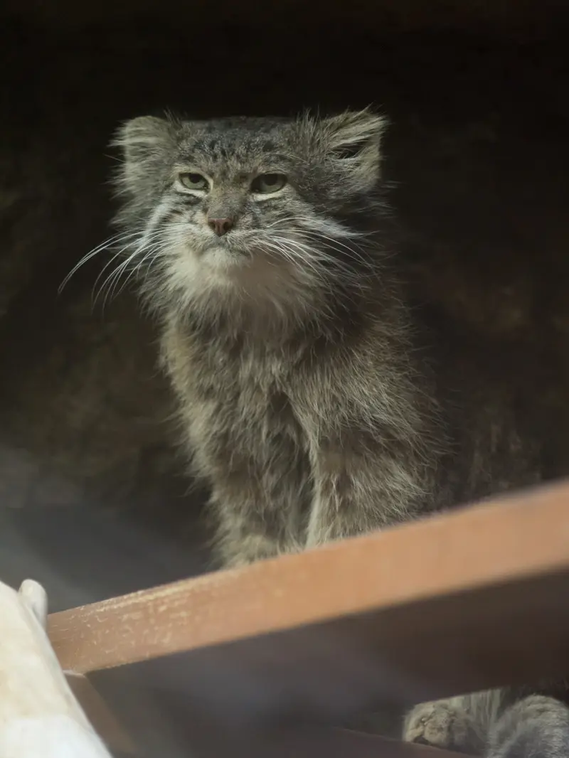 A photograph of Klyon in Ueno Zoological Gardens