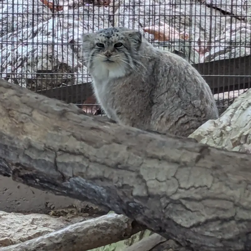 A photograph of Norbu in Mill Mountain Zoo