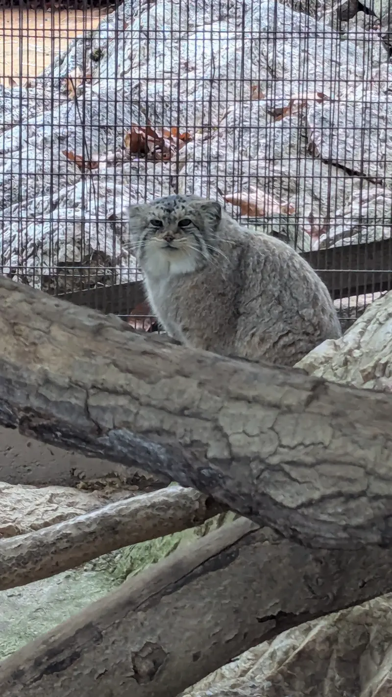 A photograph of Norbu in Mill Mountain Zoo