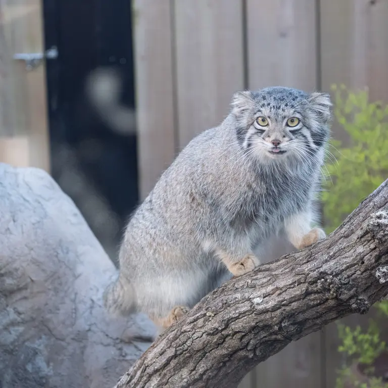 A photograph of Oto in Saitama Children's Zoo