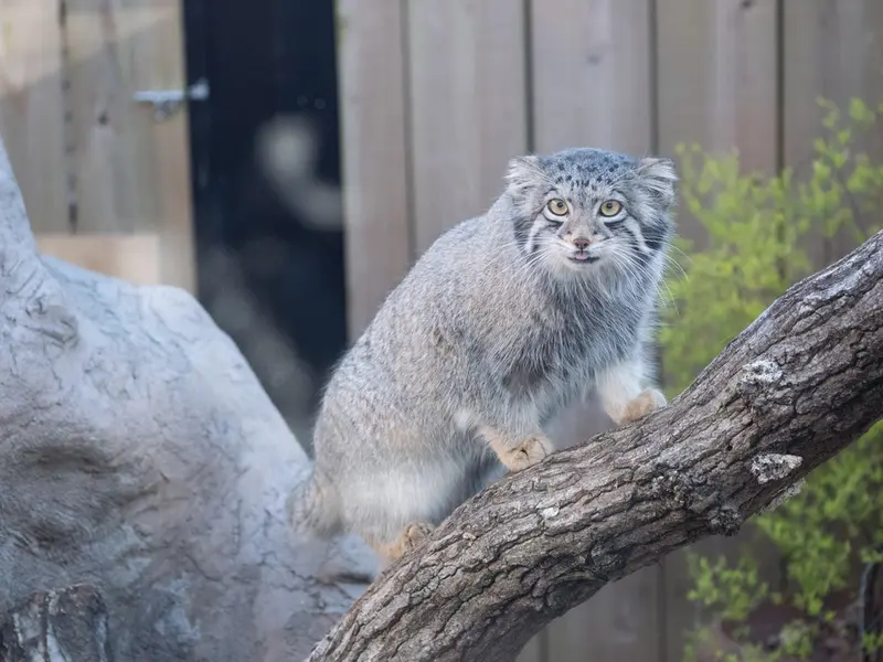 A photograph of Oto in Saitama Children's Zoo