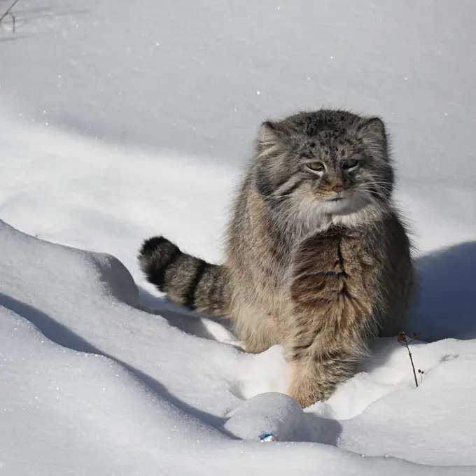 A photograph of Arkas in Korkeasaari Zoo