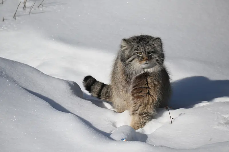 A photograph of Arkas in Korkeasaari Zoo