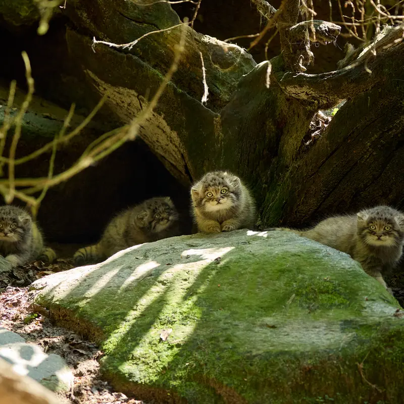 A photograph of Saran, Tsas, Tuya, and Ariunaa in Parco Faunistico La Torbiera