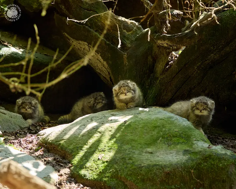 A photograph of Saran, Tsas, Tuya, and Ariunaa in Parco Faunistico La Torbiera