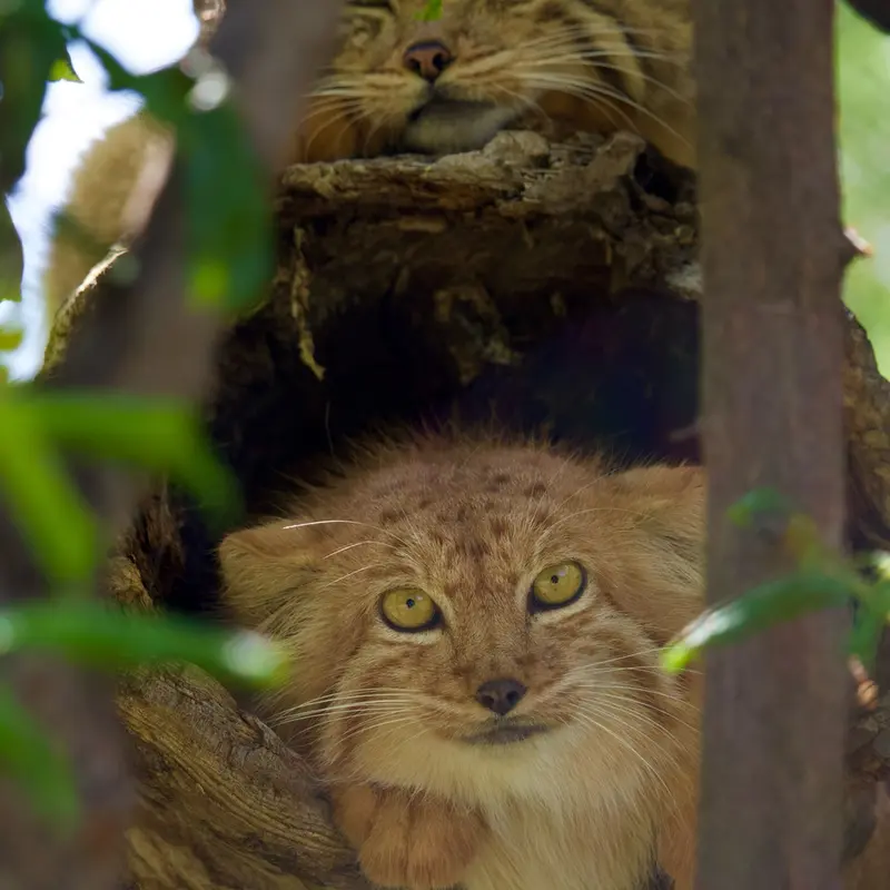 A photograph of Manó and Nanó in Yerevan Zoo