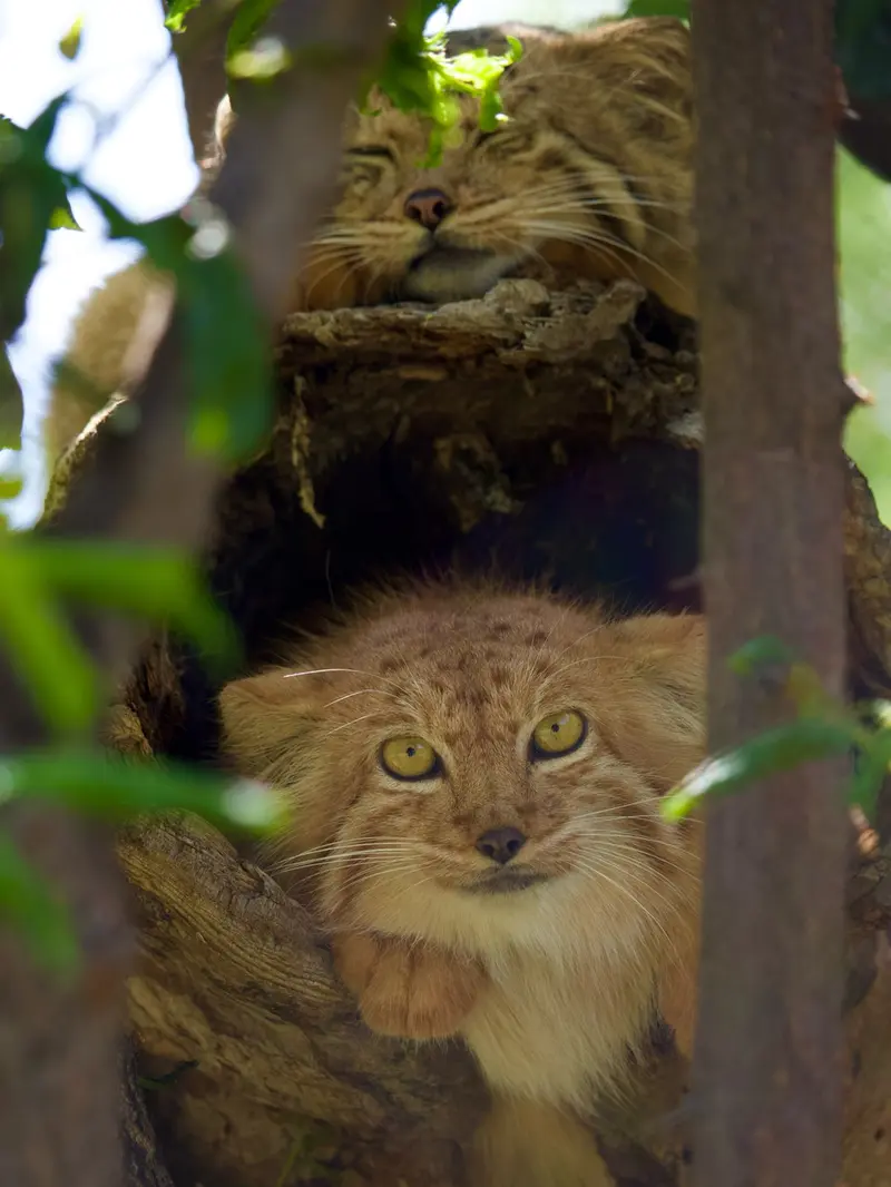 A photograph of Manó and Nanó in Yerevan Zoo