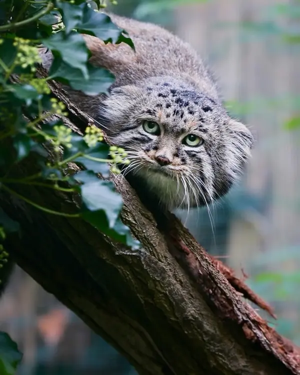 A photograph of Dersu in Dessau Zoo