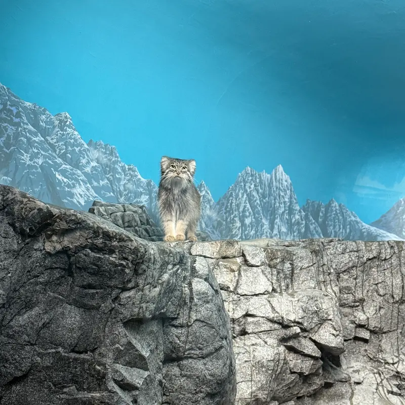 A photograph of a Pallas's cat in Cincinnati Zoo