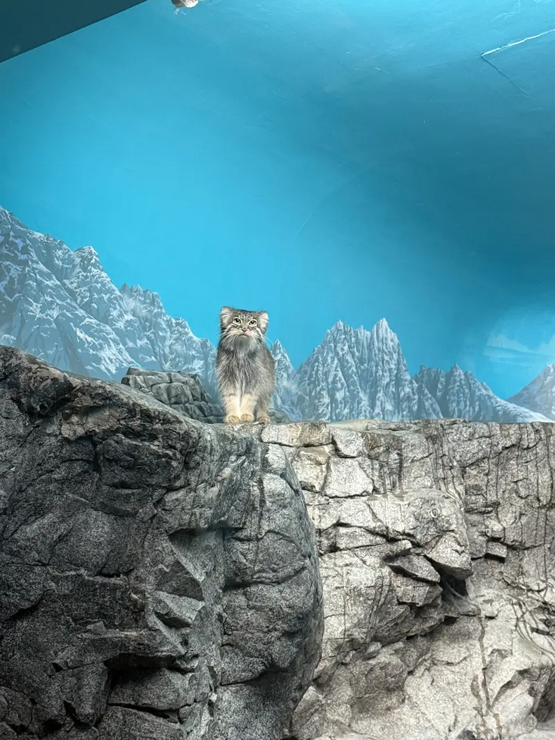 A photograph of a Pallas's cat in Cincinnati Zoo