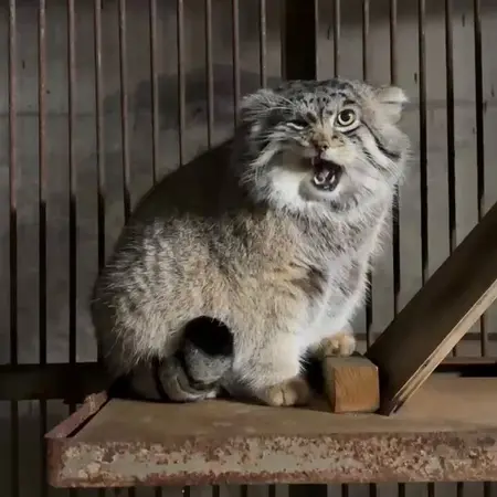 A photograph of Grusha in Asahiyama Zoo