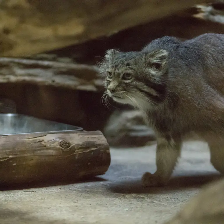 A photograph of Klyon in Ueno Zoological Gardens