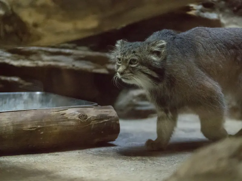 A photograph of Klyon in Ueno Zoological Gardens