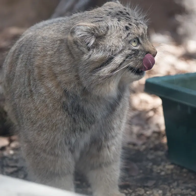 A photograph of Lotos in Saitama Children's Zoo