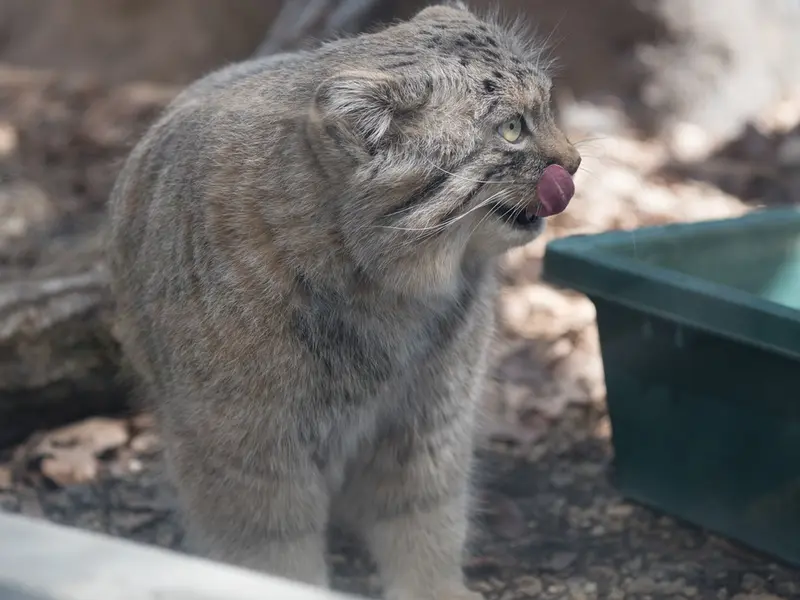 A photograph of Lotos in Saitama Children's Zoo
