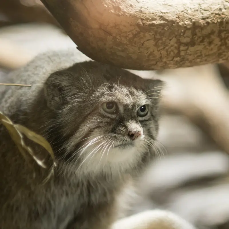 A photograph of Klyon in Ueno Zoological Gardens