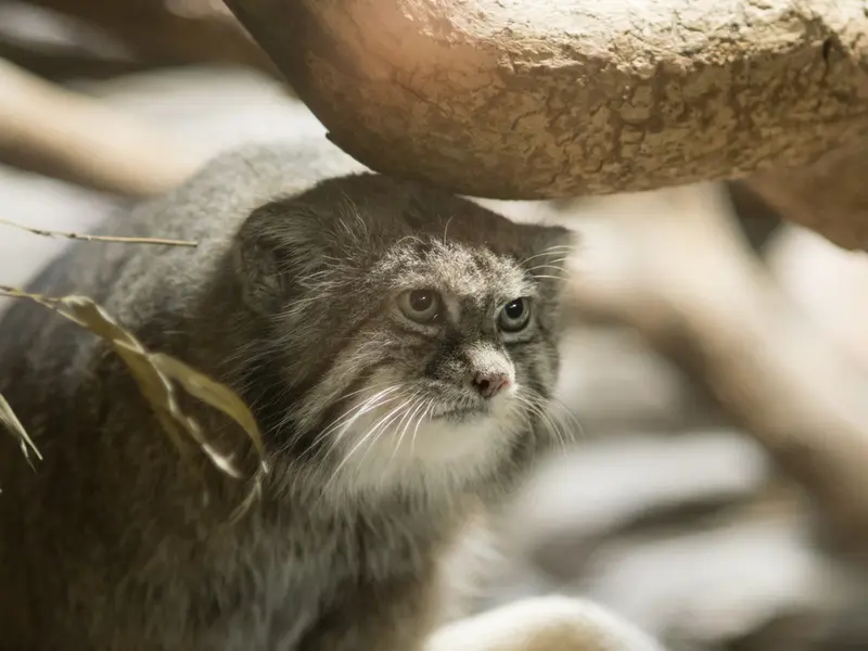 A photograph of Klyon in Ueno Zoological Gardens