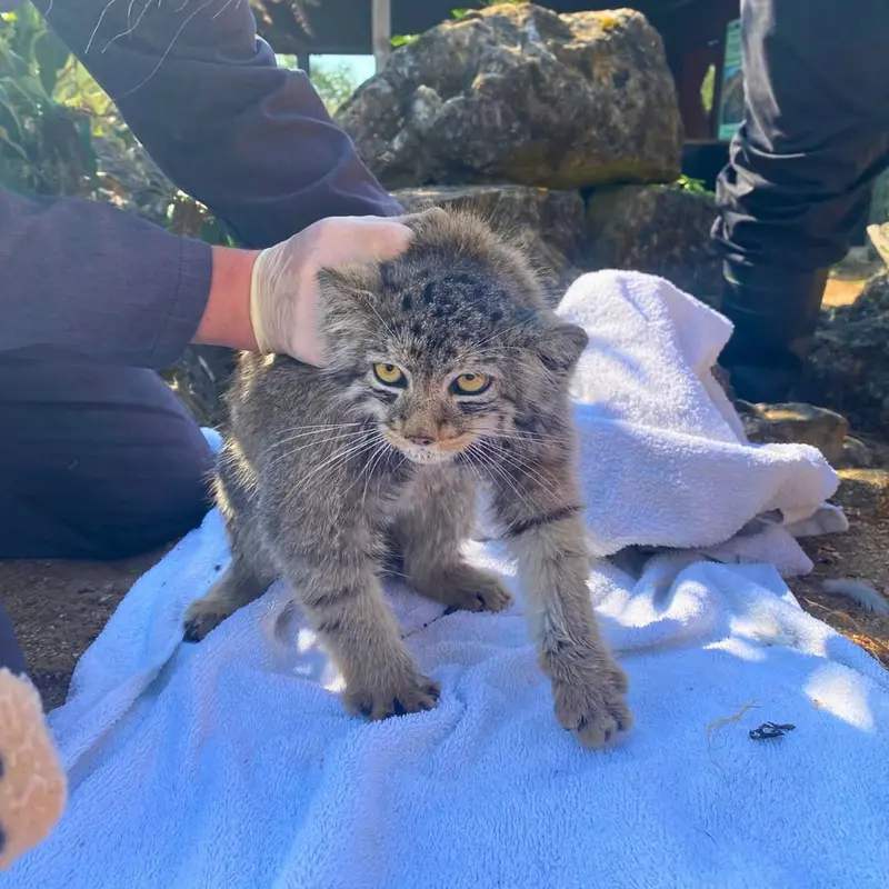A photograph of a Pallas's cat