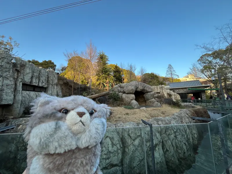 A photograph of a Pallas's cat