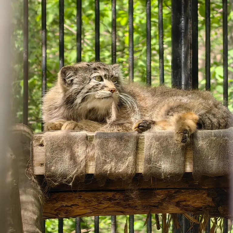 A photograph of Sylvester in Novosibirsk Zoo