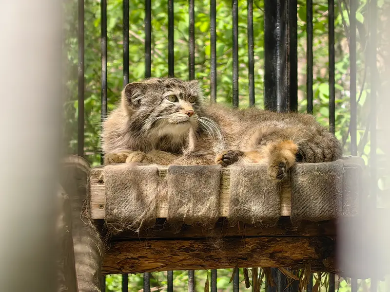 A photograph of Sylvester in Novosibirsk Zoo