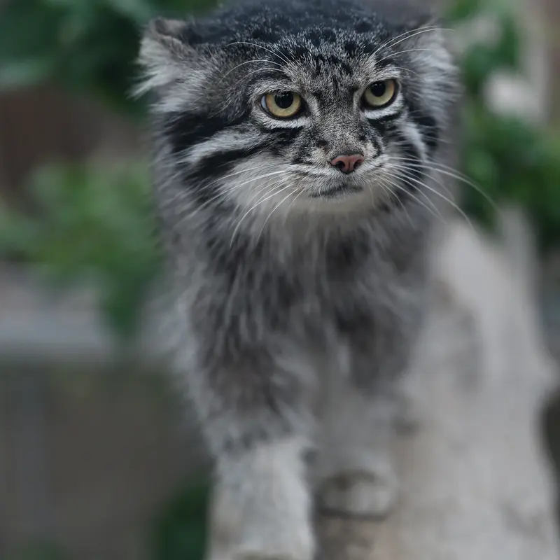 A photograph of Nar in Kobe Animal Kingdom