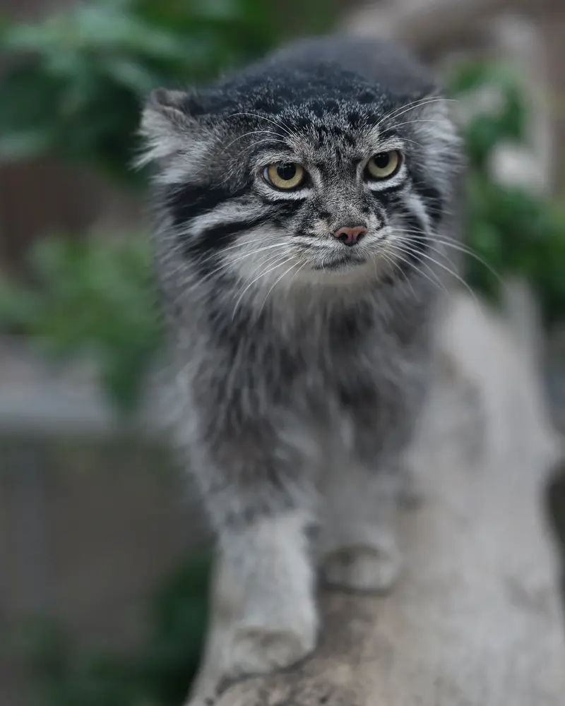 A photograph of Nar in Kobe Animal Kingdom