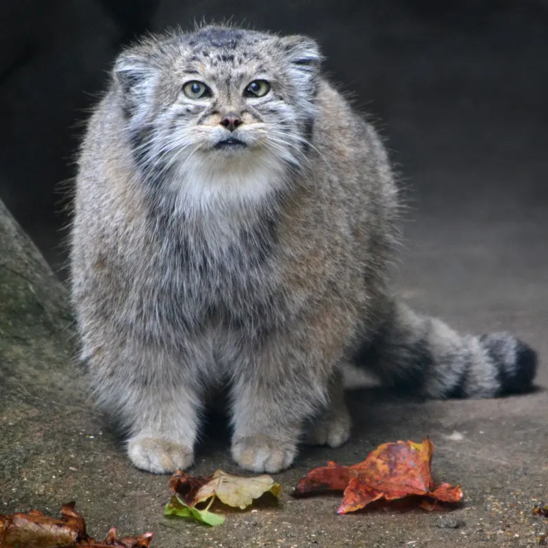 A photograph of Dude in Lincoln Park Zoo