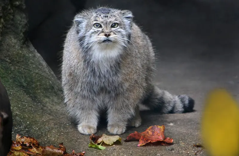 A photograph of Dude in Lincoln Park Zoo