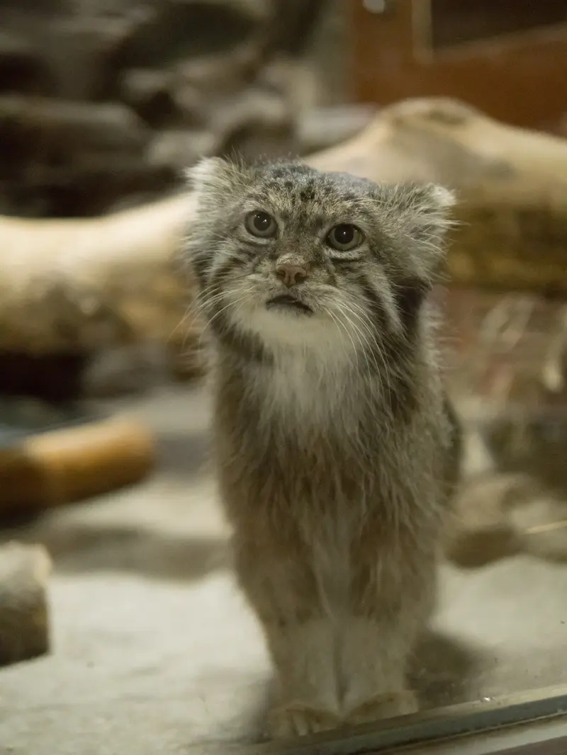 A photograph of Klyon in Ueno Zoological Gardens