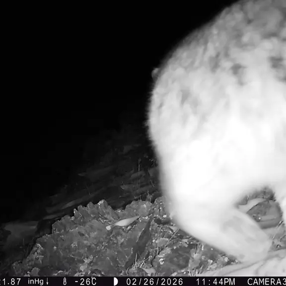 A photograph of a Pallas's cat