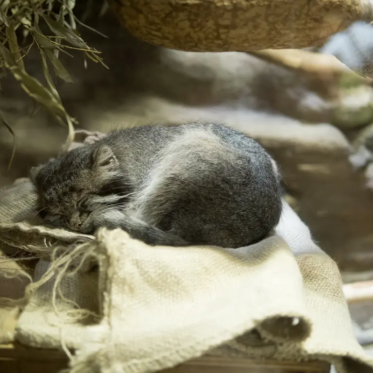 A photograph of Klyon in Ueno Zoological Gardens