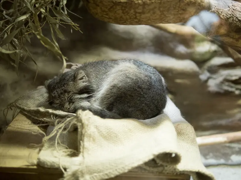A photograph of Klyon in Ueno Zoological Gardens