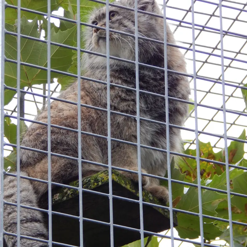A photograph of Aldan in Zie-Zoo