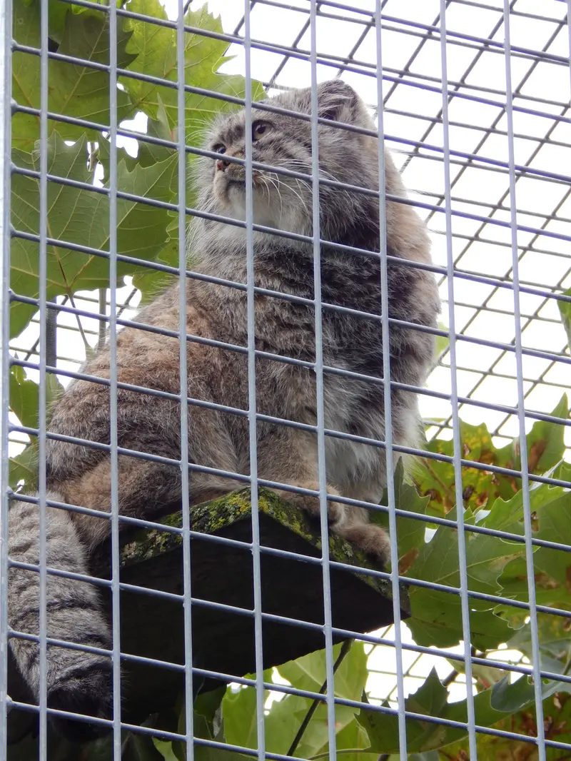 A photograph of Aldan in Zie-Zoo