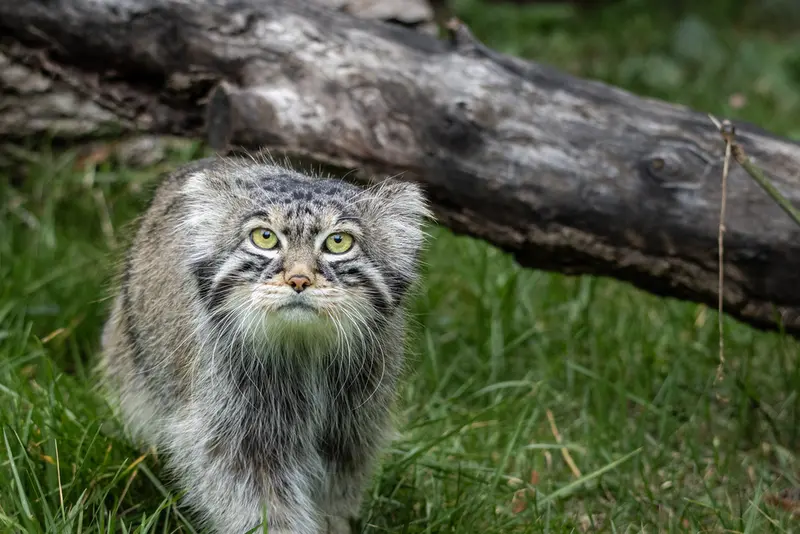 A photograph of Timofey in Moscow zoo